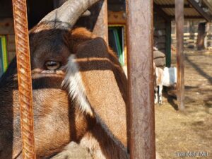 Приватний зоопарк, Петропавлівська Борщагівка біля Київа | 1