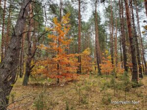 Осінь в волинському лісі | 1