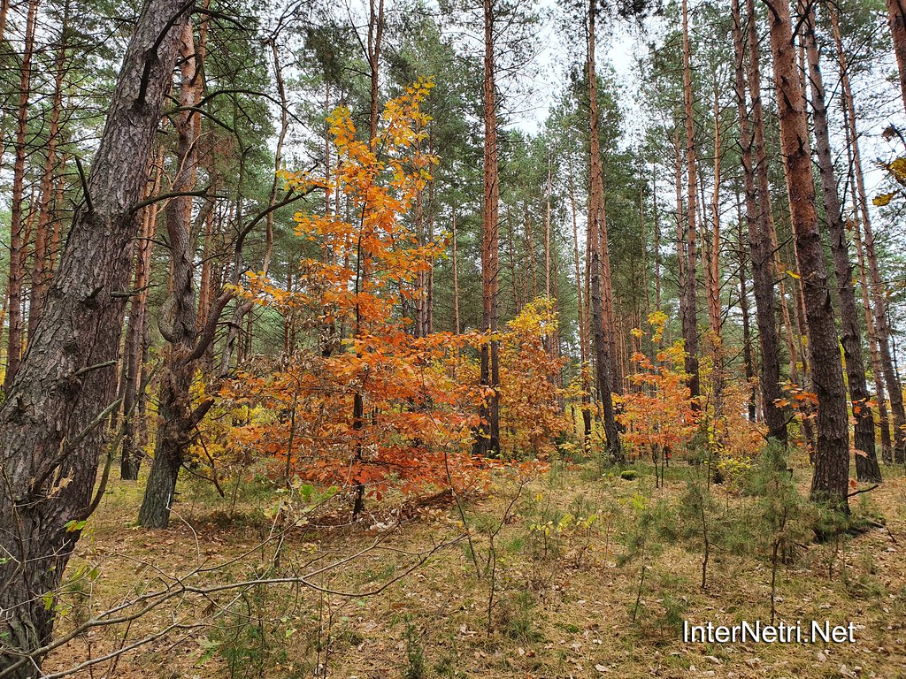 Осінь в волинському лісі | 1