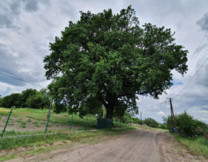 Пам’ять Дулібів – 600-літній дуб в селі Полапи на Волині