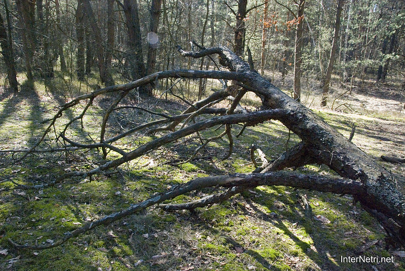 Волинський ліс | 39