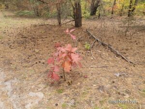 Осінь в волинському лісі | 4