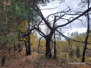 Осінь в волинському лісі | 8