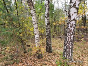 Осінь в волинському лісі | 15