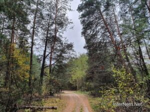 Осінь в волинському лісі | 17